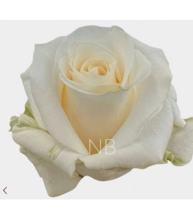 Rose Creme de la creme 50 cm x25