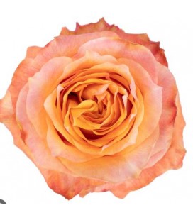 Rose equat Twilight 50 cm x 25