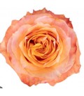 Rose equat Twilight 50 cm x 25