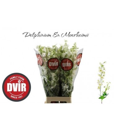 Delphinium Moerheimii 80 cm