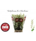 Delphinium Moerheimii 80 cm