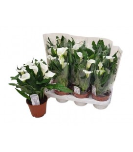Calla Fresco Ø 14 h 45