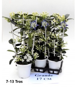 Stephanotis Ø 17