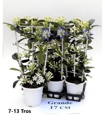 Stephanotis Ø 17