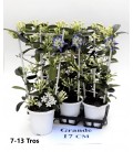 Stephanotis Ø 17