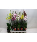 Phalaenopsis Ø12 h 70 mix 2 b