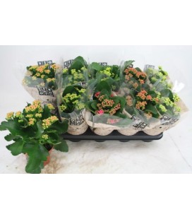 Kalanchoe Ø 12