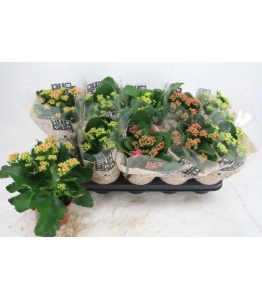 Kalanchoe Ø 12