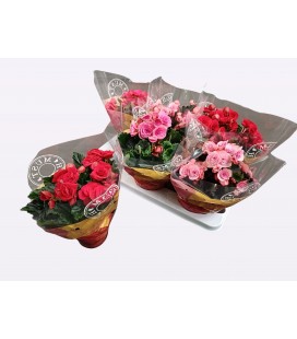Begonia Heliator pot de 14