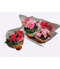 Begonia Heliator pot de 14