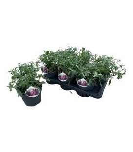 Buddleya mix Ø 17