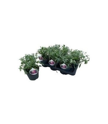 Buddleya mix Ø 17