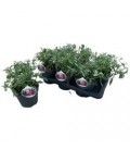 Buddleya mix Ø 17