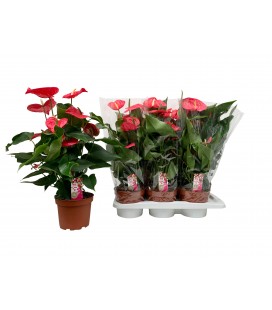 Anthurium California Ø 17