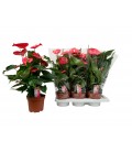Anthurium California Ø 17