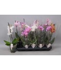 Phalaeno pot de 12 H45 cm 2 branche