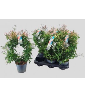 Jasmin polyanthum pot de 12 h 40