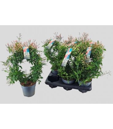 Jasmin polyanthum pot de 12 h 40