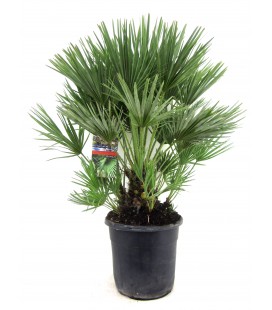 Chamaedorea pot de 30 h 110