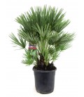 Chamaedorea pot de 30 h 110