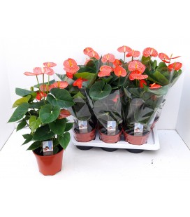 Anthurium Amalia orange Ø17