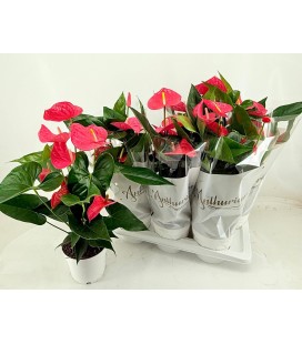 Anthurium Maine pot de 17