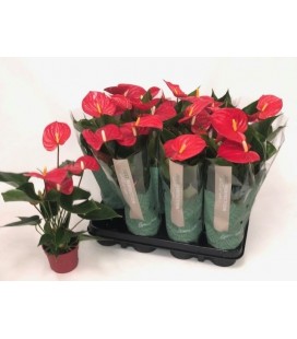 Anthurium everio Ø 09