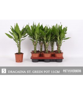 Dracaena frag steud Ø 11 h 45