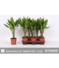 Dracaena frag steud Ø 11 h 45