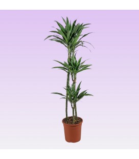 Dracaena Warneckei Ø 24 h 140