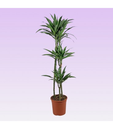 Dracaena Warneckei Ø 24 h 110