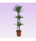 Dracaena Warneckei Ø 24 h 140
