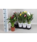 Calla mix Ø13