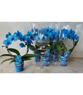 Phalaenopsis  Ø 09 h 40