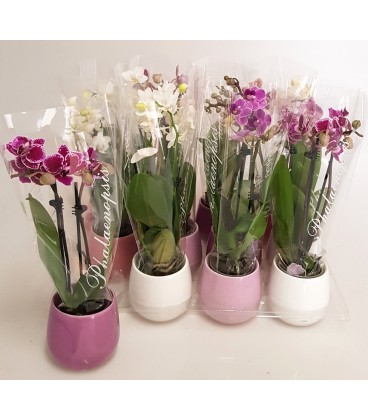 Phalaeno mini pot de 6 