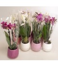 Phalaeno mini pot de 6 