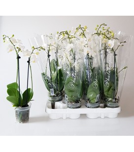 Phalaenopsis Blanc Ø 09 35