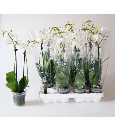 Phalaenopsis Blanc Ø09 35 3b