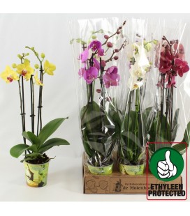 Phalaenopsis mix 4 coul Ø 12 h 45