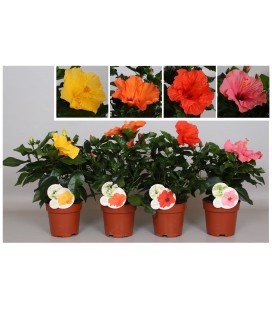 Hibiscus sunny gem pot de 13