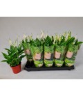 Spathiphyllium Corto Ø 12 h 30
