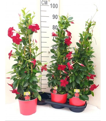 Dipladenia Rio red Ø 17 h 50