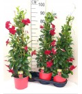 Dipladenia Rio red Ø 17 h 50
