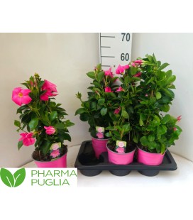 Dipladenia Rio Coral pink Ø17 h 50