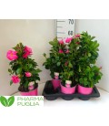 Mandevilla Rio Coral pink Ø17 h 60