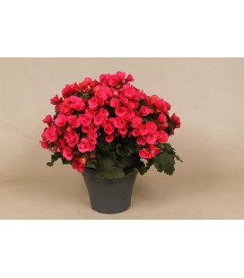 Begonia Betulia Pink Ø 19