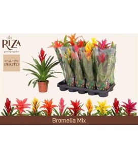 Bromelia Ø 12 h 40