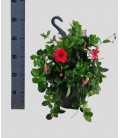 Dipladenia Fash pink Ø 25 h 50 SUSP