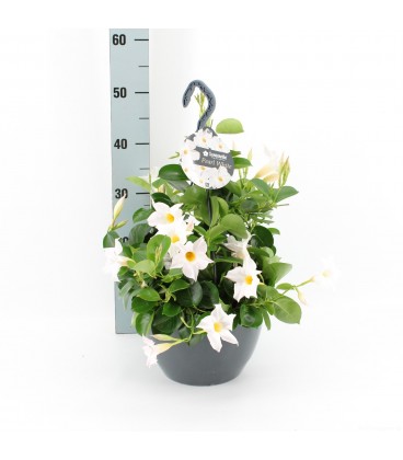 Dipladenia pearl Ø 27 h 50