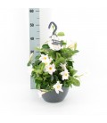 Dipladenia pearl Ø 27 h 50 SUSP